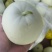 小白瓜美荣。