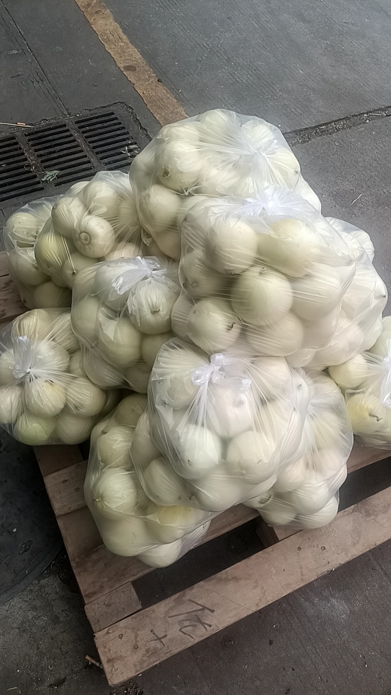 小白瓜美荣。