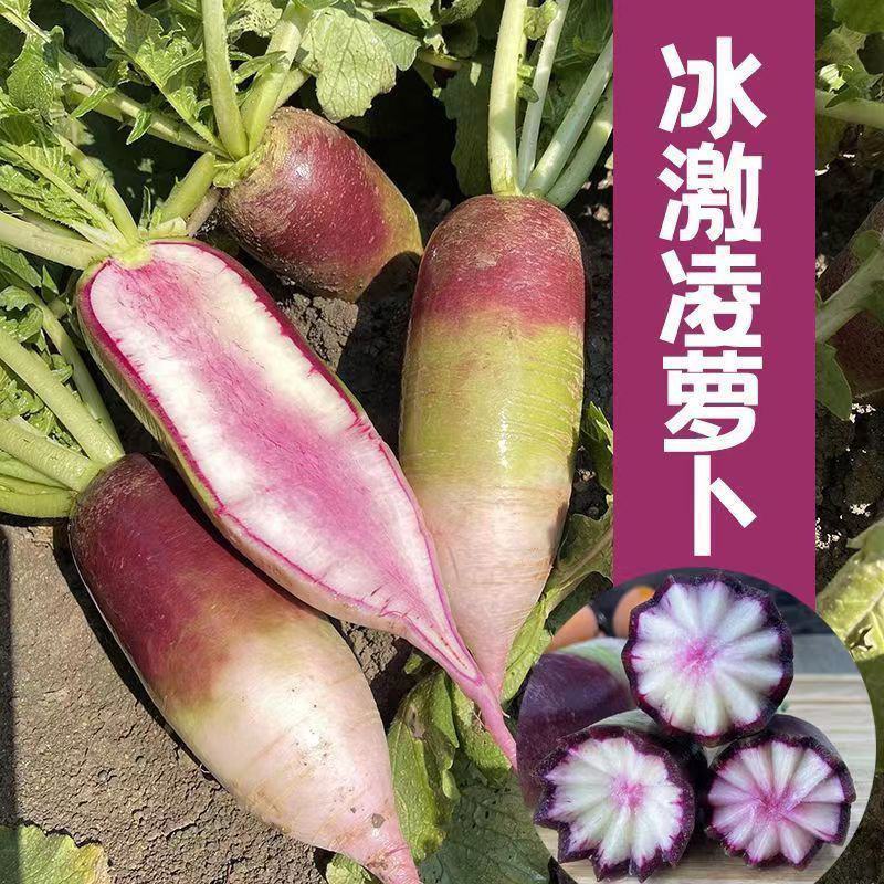 冰甜心7号冰淇淋水果萝卜种籽高产早熟耐寒甜脆三色冰激凌萝
