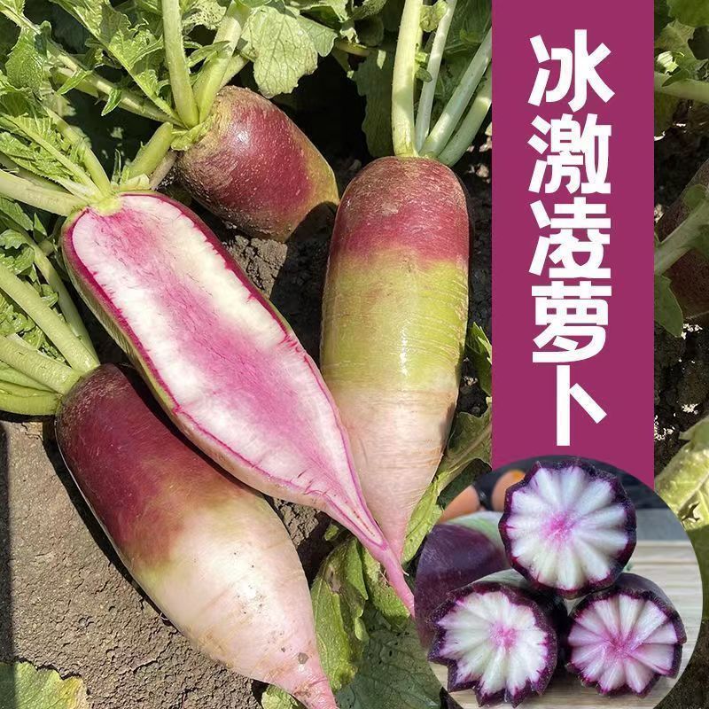 冰甜心7号冰淇淋水果萝卜种籽高产早熟耐寒甜脆三色冰激凌萝