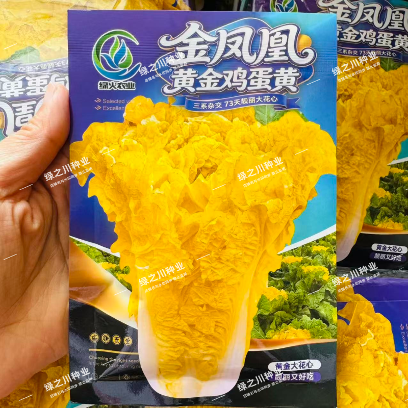 黄金鸡蛋黄大白菜种子三系杂交大花心白菜种子黄心大白菜