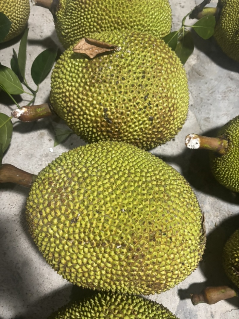 金包菠萝蜜10斤-20斤价格实惠量大