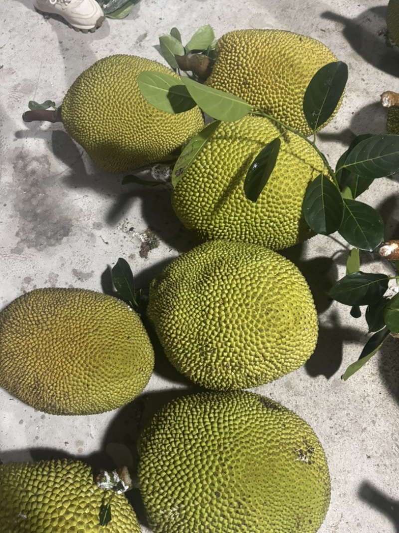 金包菠萝蜜10斤-20斤价格实惠量大