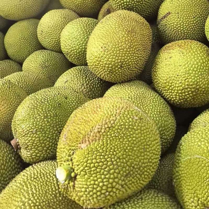 金包菠萝蜜10斤-20斤价格实惠量大