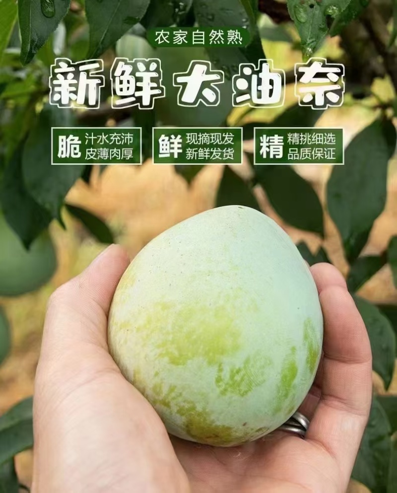 古田油奈10斤精品果礼盒箱装，福建省内包邮，省外加邮费！