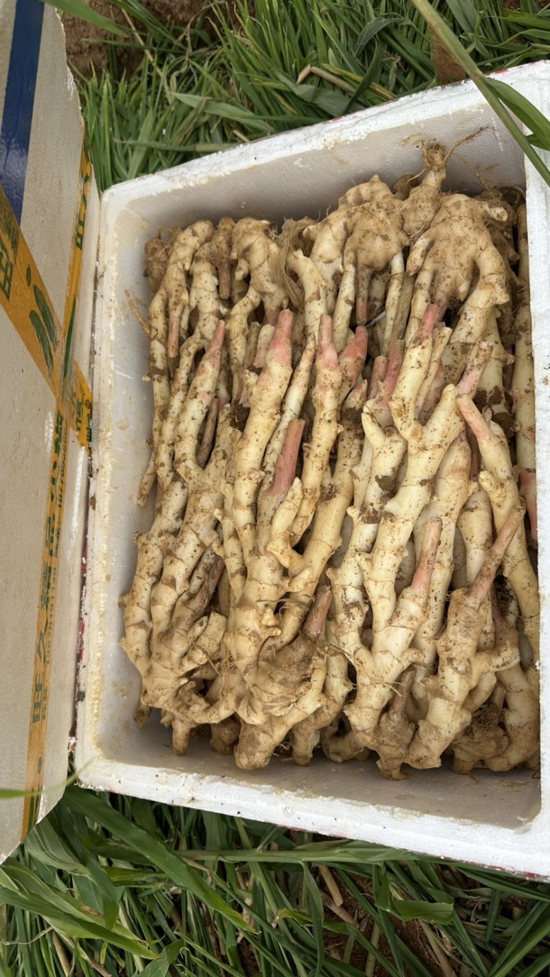 广西嫩姜