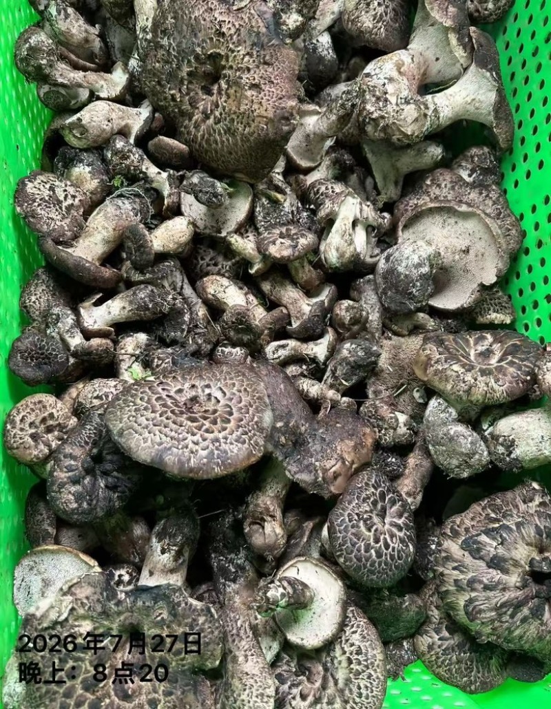 黑虎掌