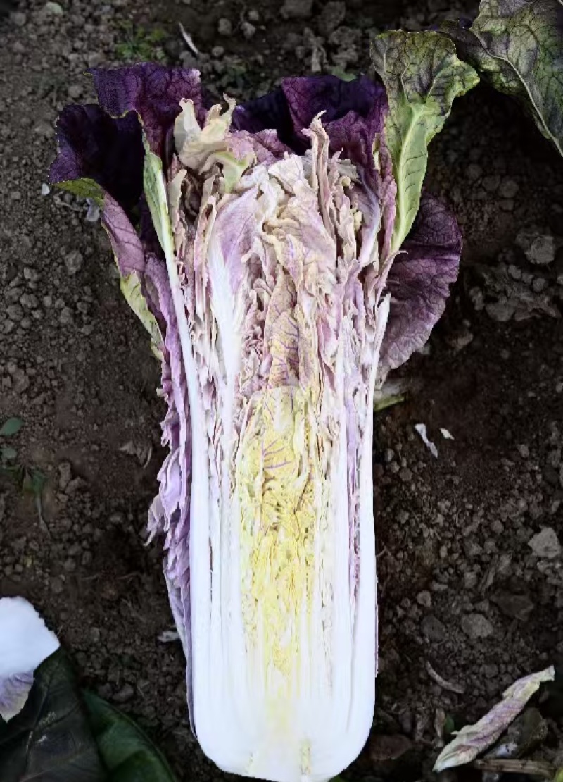 紫罗兰白菜种子青麻叶型紫白菜种子一代杂交紫白菜种籽