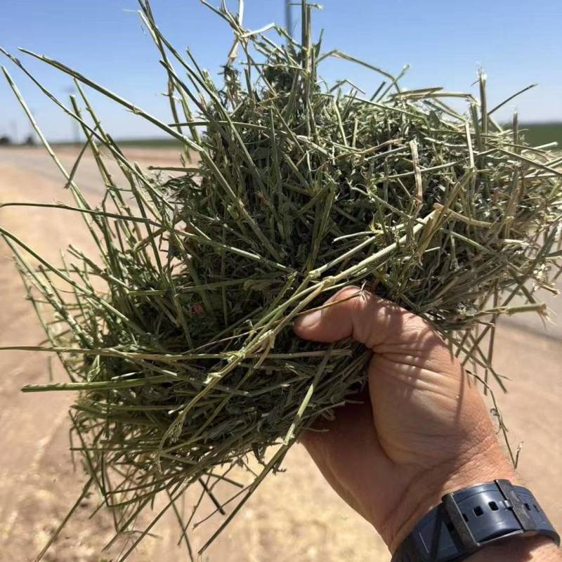 美国进口苜蓿草，牛羊兔喜欢的