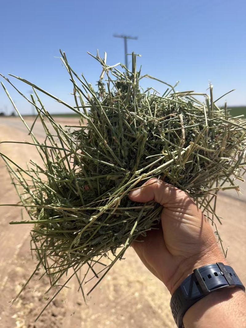 美国进口苜蓿草，牛羊兔喜欢的