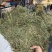 美国进口苜蓿草，牛羊兔喜欢的