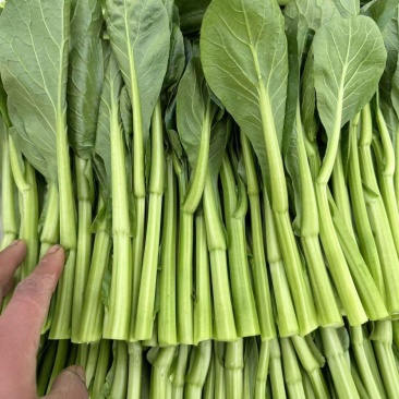 全年粗条甜菜心种子四季速生菜心香甜菜心菜苔种籽