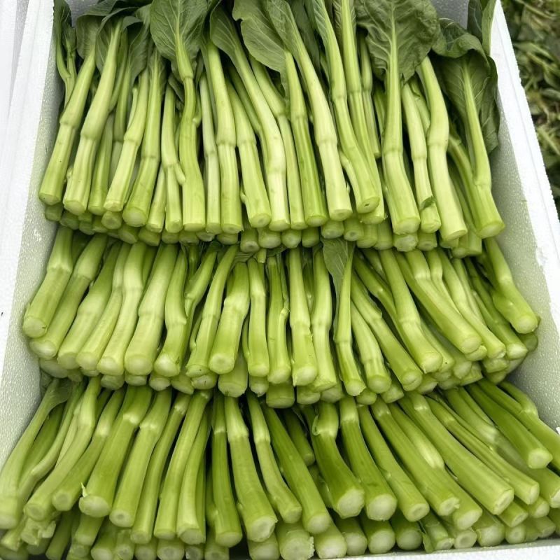 全年粗条甜菜心种子四季速生菜心香甜菜心菜苔种籽
