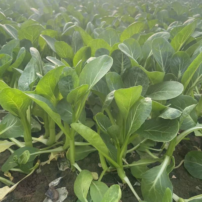 全年粗条甜菜心种子四季速生菜心香甜菜心菜苔种籽
