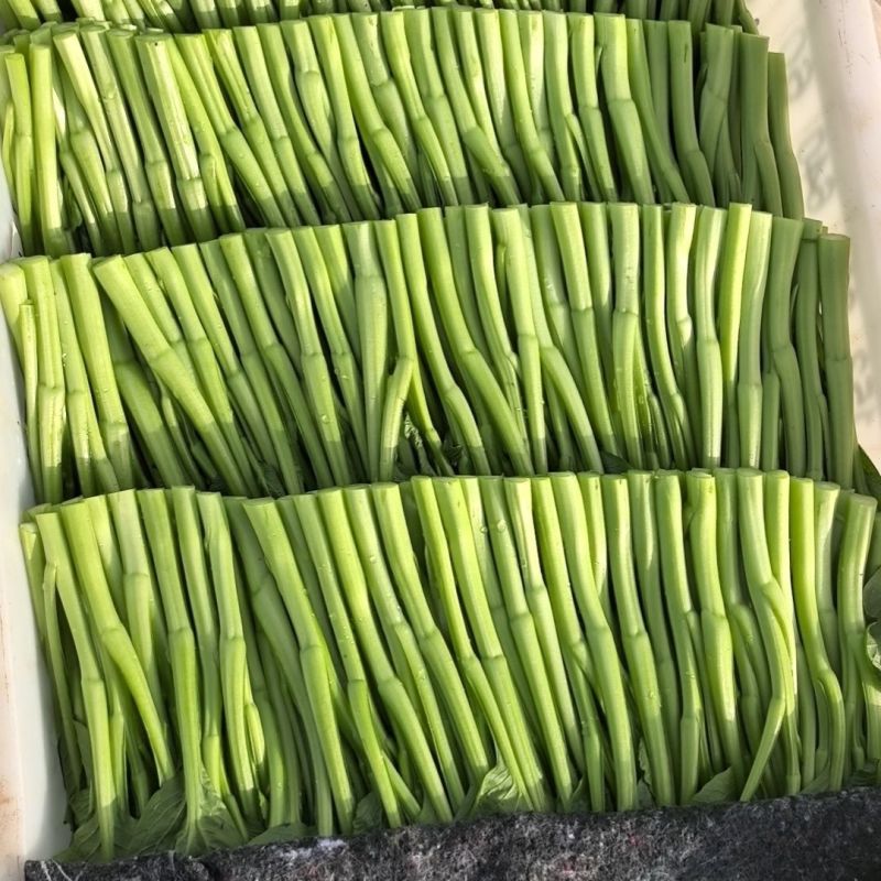全年粗条甜菜心种子四季速生菜心香甜菜心菜苔种籽