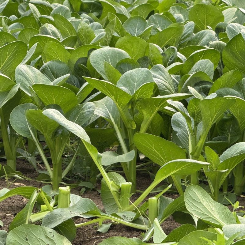 全年粗条甜菜心种子四季速生菜心香甜菜心菜苔种籽