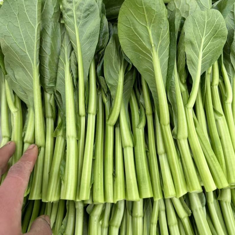 全年粗条甜菜心种子四季速生菜心香甜菜心菜苔种籽