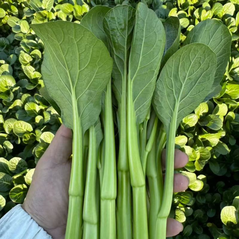 全年粗条甜菜心种子四季速生菜心香甜菜心菜苔种籽