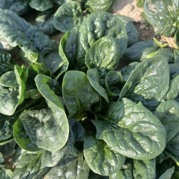 菠斯特火焰山夏播王菠菜种子高产抗病耐热菠菜种籽夏季耐热