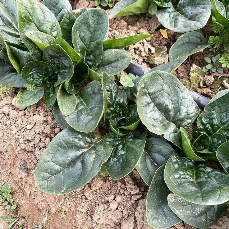 菠斯特火焰山夏播王菠菜种子高产抗病耐热菠菜种籽夏季耐热