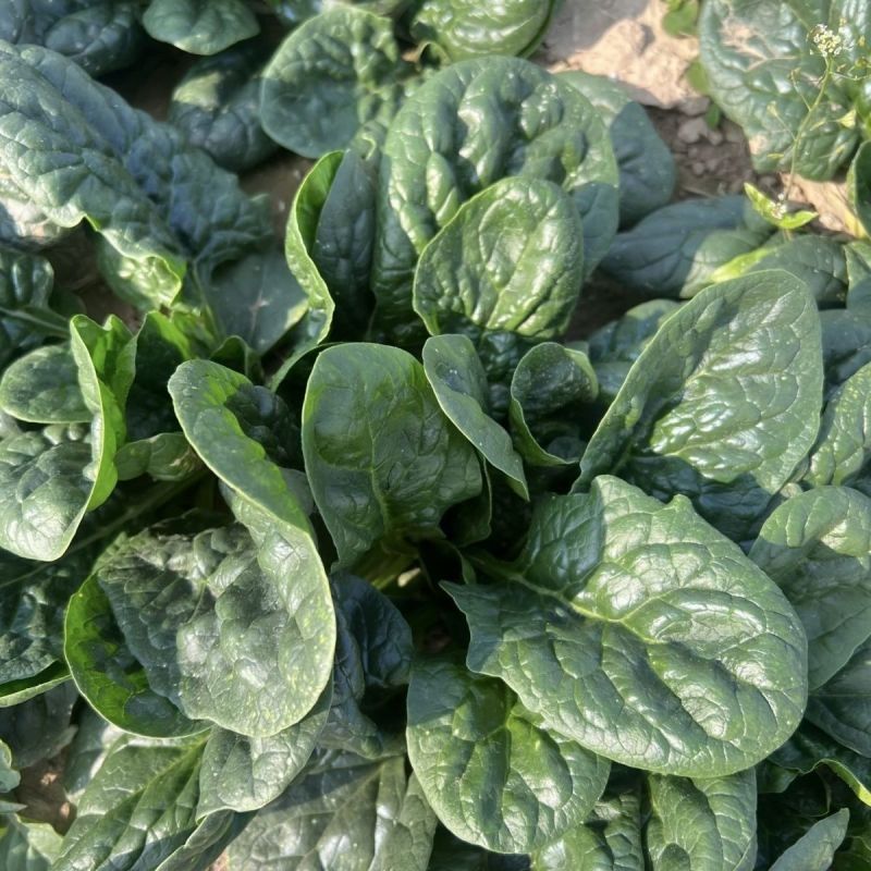 菠斯特火焰山夏播王菠菜种子高产抗病耐热菠菜种籽夏季耐热