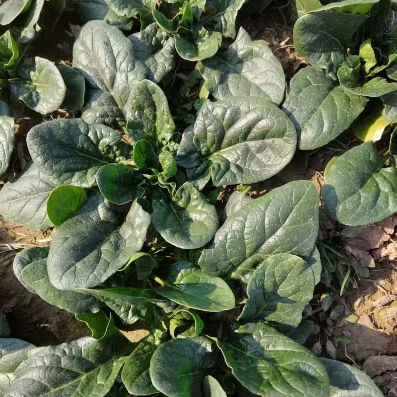 菠斯特火焰山夏播王菠菜种子高产抗病耐热菠菜种籽夏季耐热