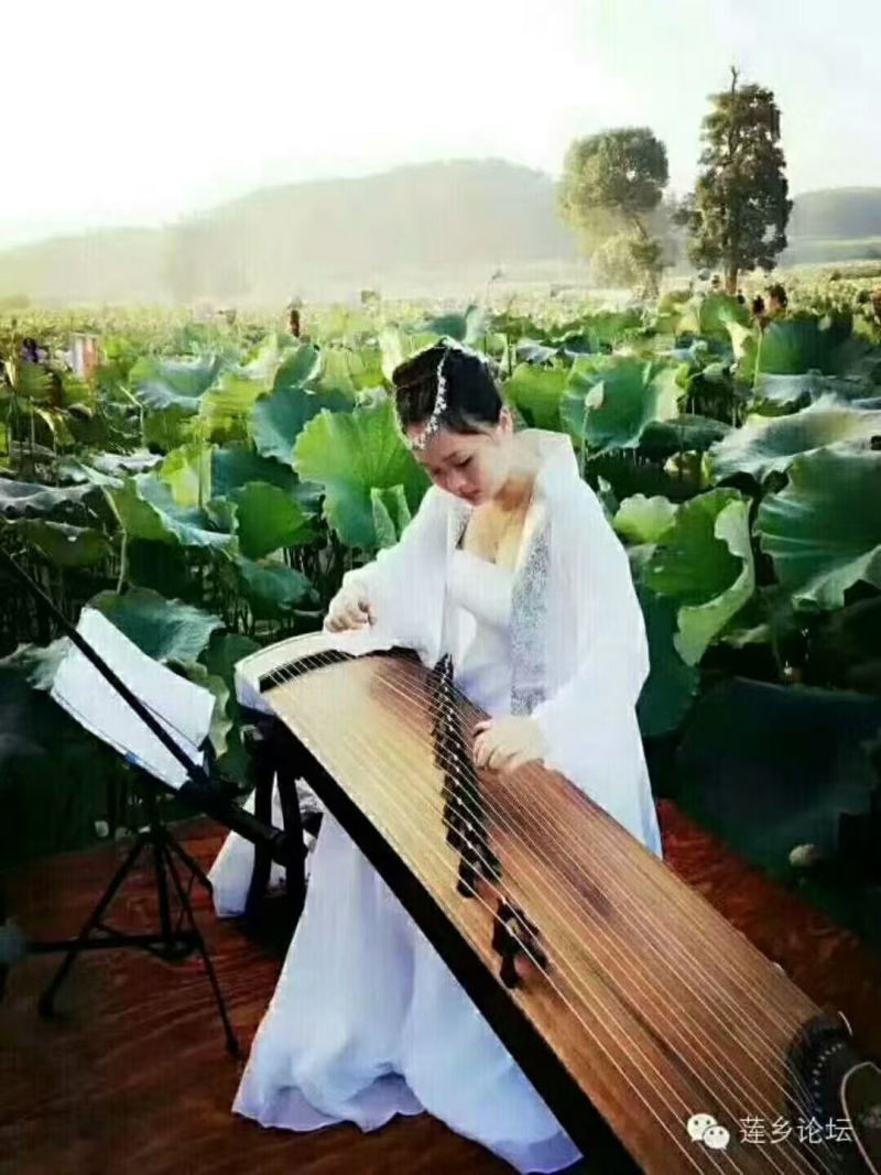（莲子）中国白莲之乡江西省广昌县