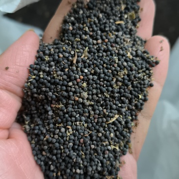个人种植的中药材王不留行2万斤可以当种子种植也可以下奶用
