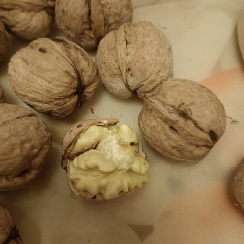 赞皇太行山鲜食核桃