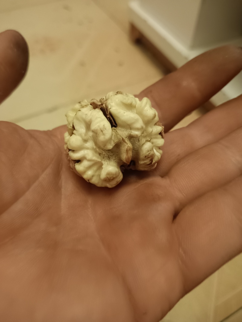 赞皇太行山鲜食核桃