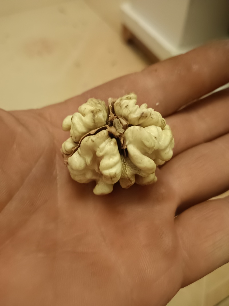 赞皇太行山鲜食核桃