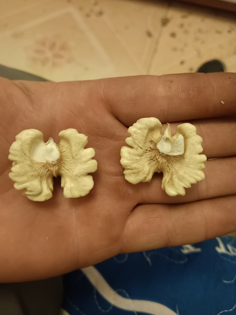 赞皇太行山鲜食核桃