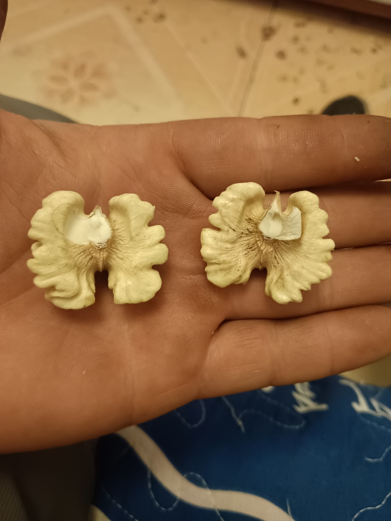 赞皇太行山鲜食核桃