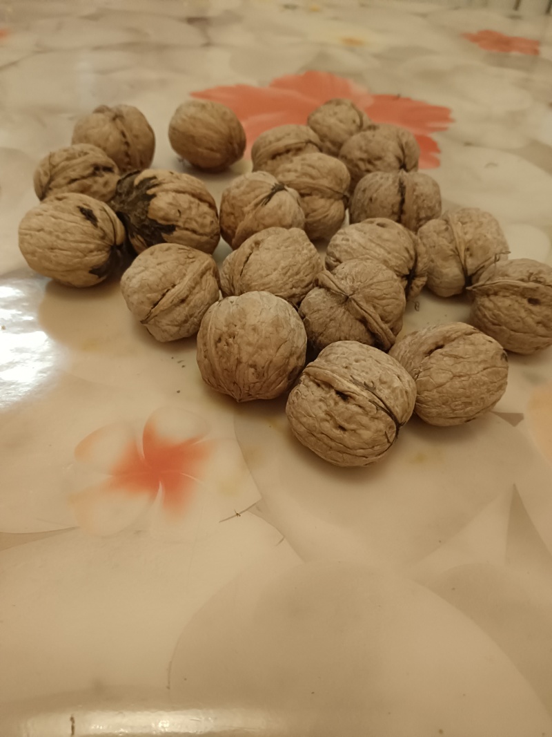 赞皇太行山鲜食核桃