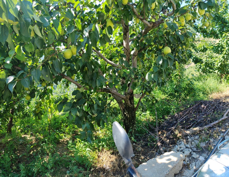汉源高山青皮金花梨产地农户一手通货批发