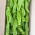 东北吉林黑土地芜湖椒