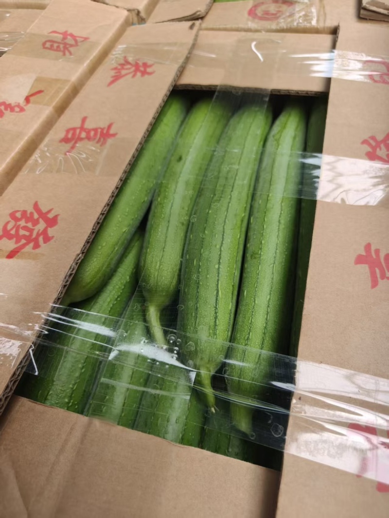 精品丝瓜已上市