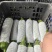 精品丝瓜已上市