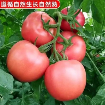 粉柿子产自内蒙古巴彦淖尔
