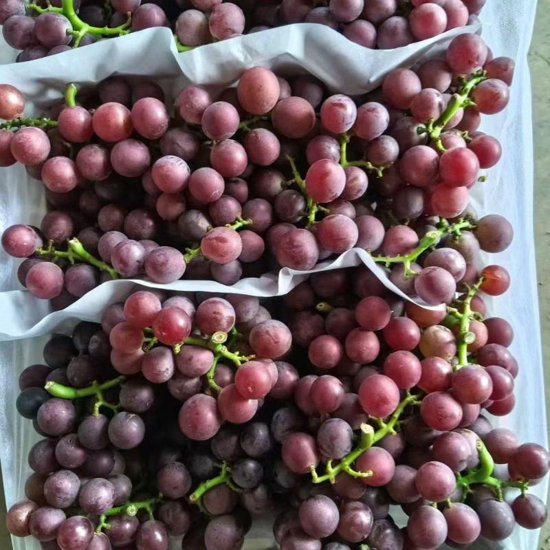 精品巨峰葡萄大量上市