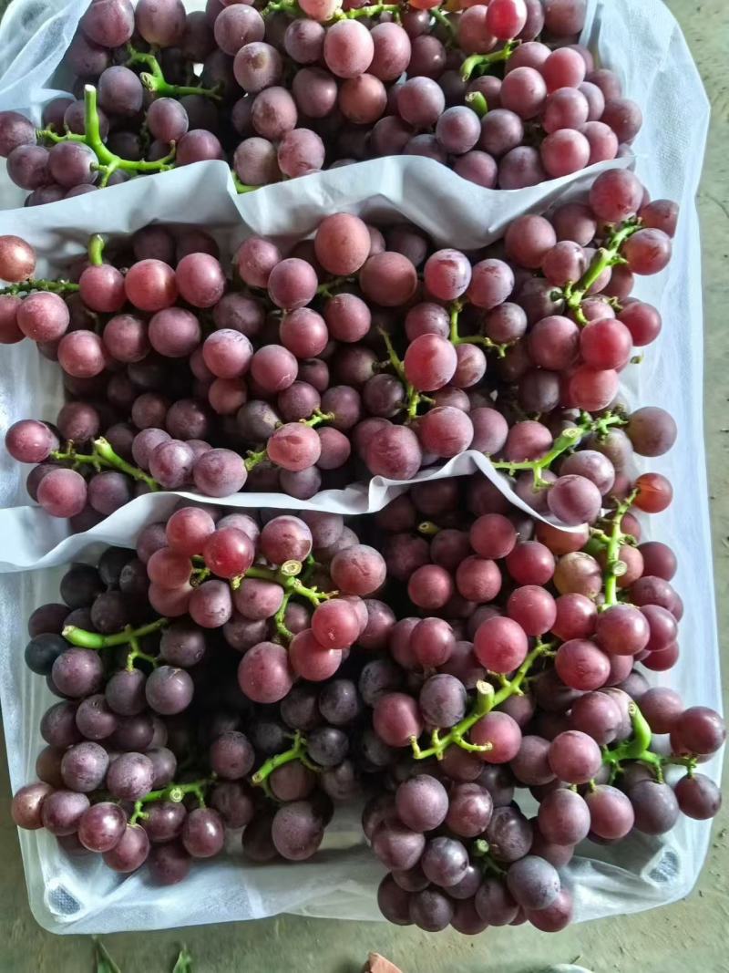 精品巨峰葡萄大量上市