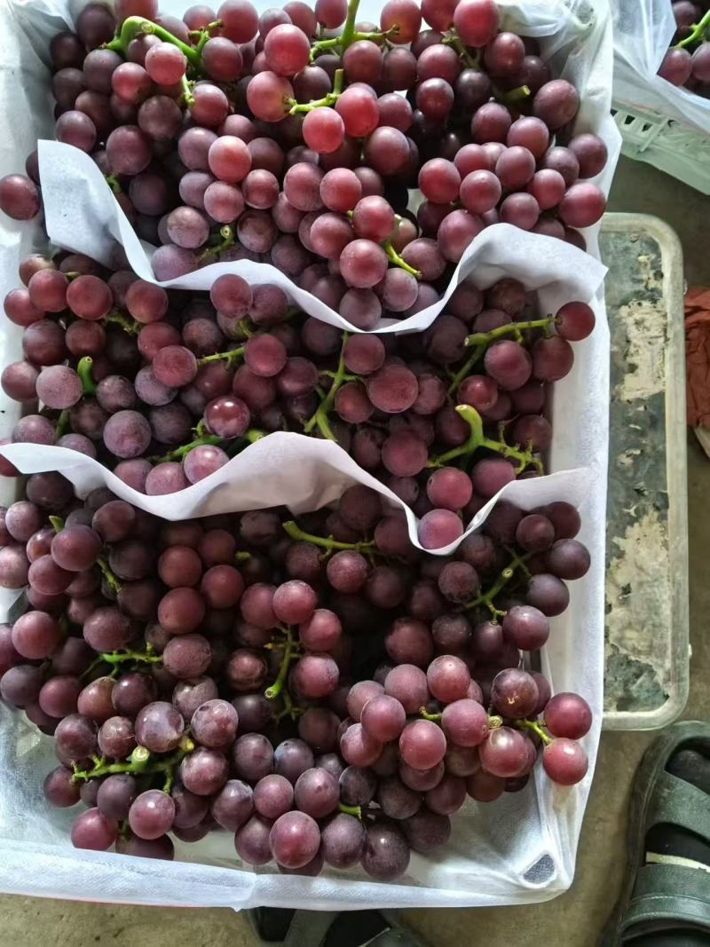 精品巨峰葡萄大量上市
