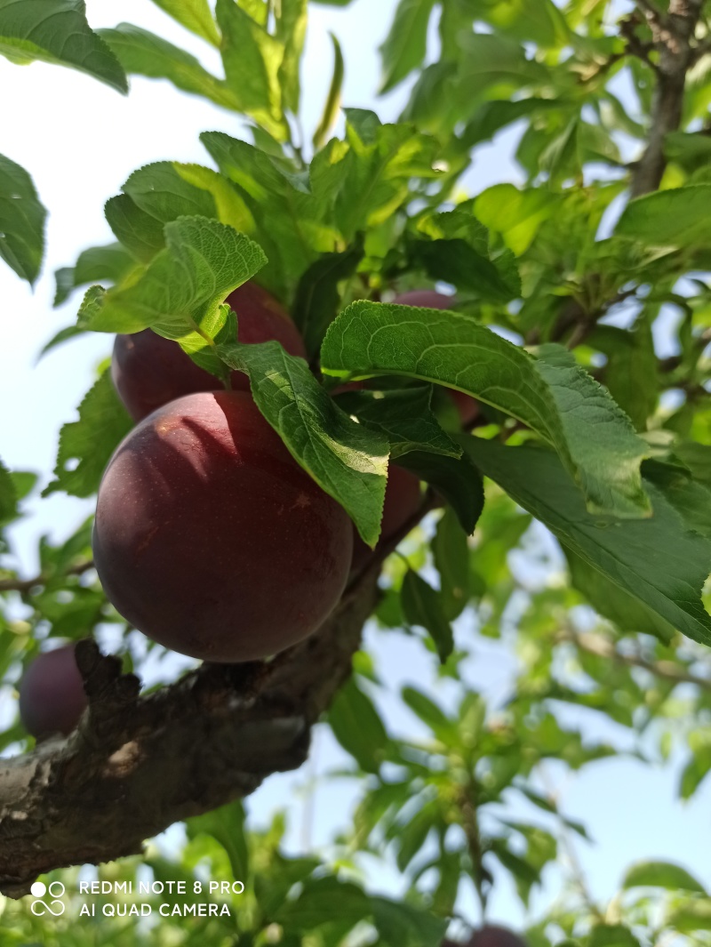 秋季红李