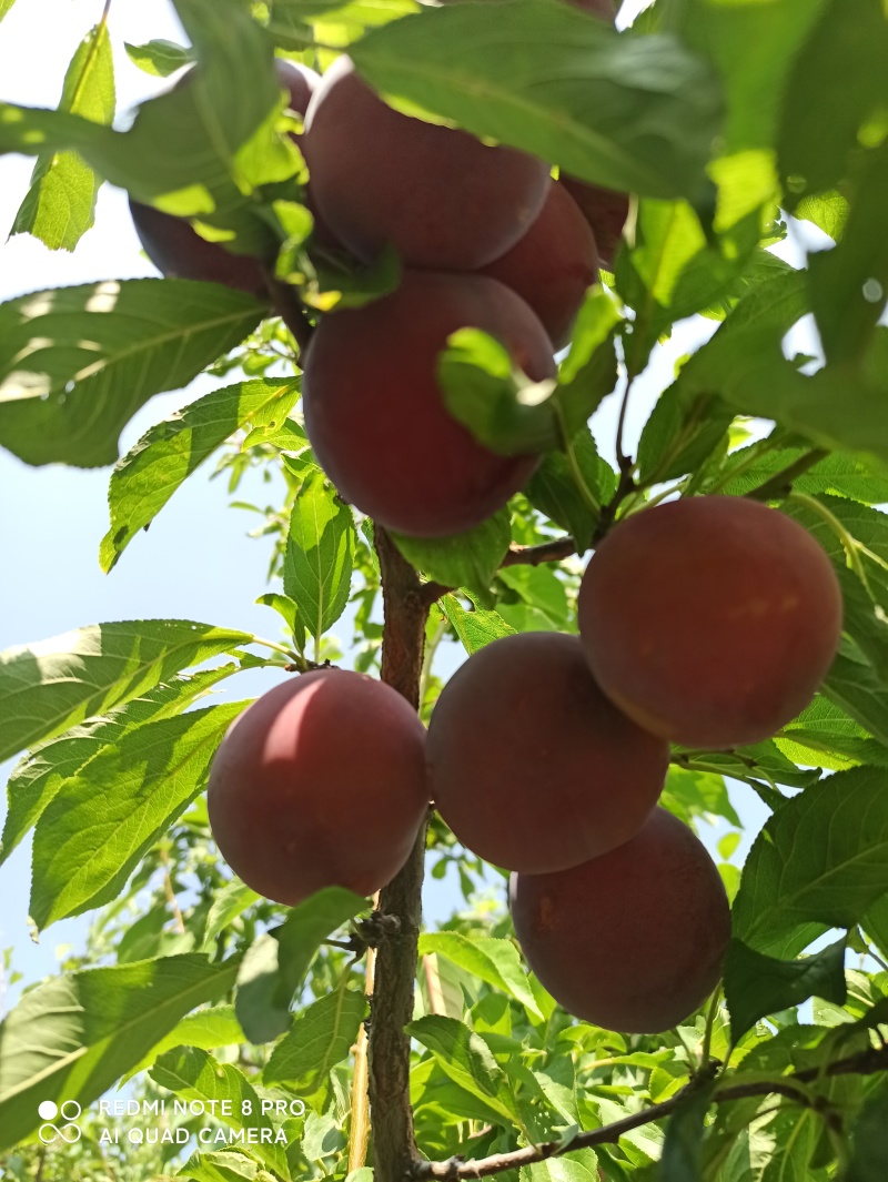 秋季红李