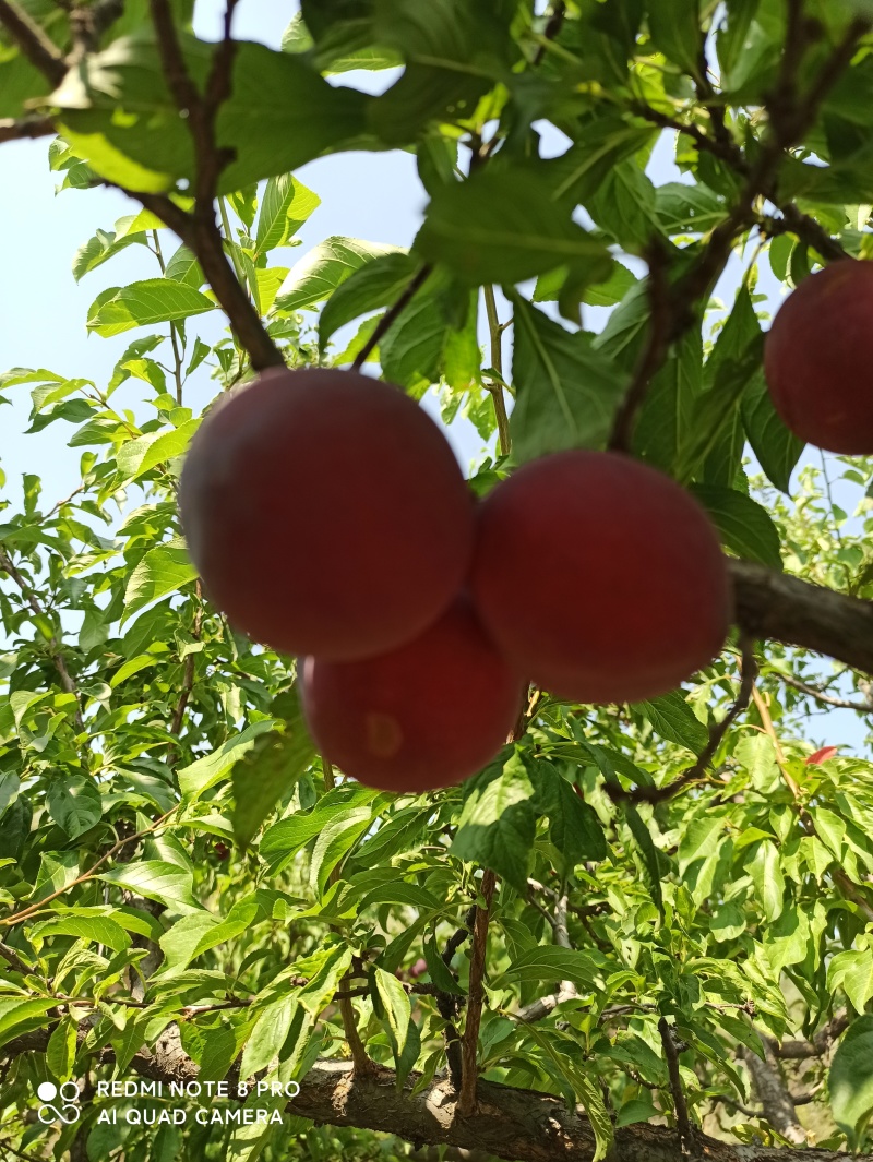 秋季红李