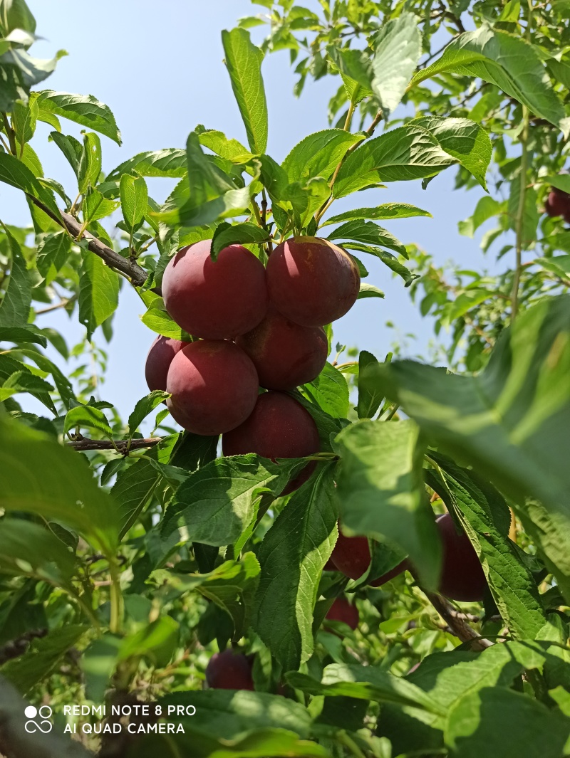 秋季红李