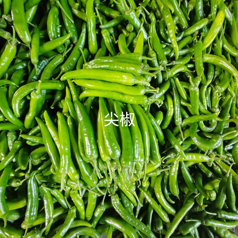 鲜辣椒尖椒