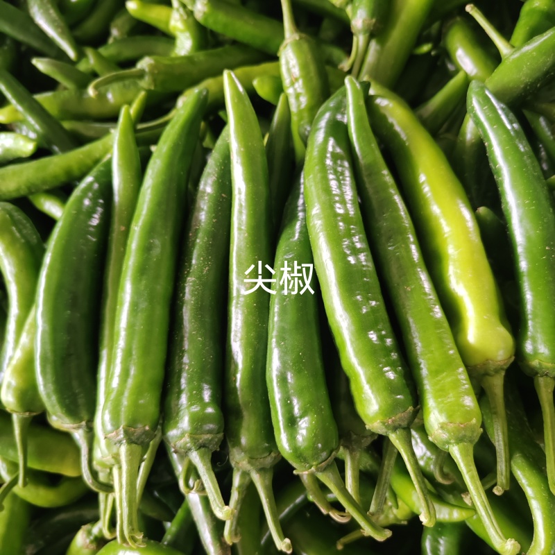鲜辣椒尖椒