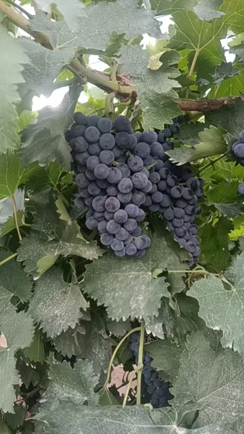 新疆81团蓝莓葡萄