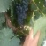 新疆81团蓝莓葡萄